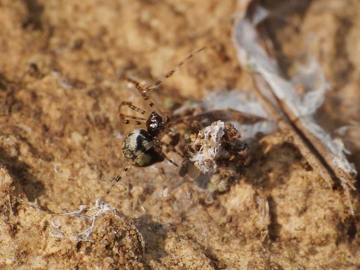 Piccolo Theridiidae - Santa Severa (RM)